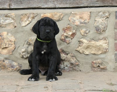 Les chiots de Dogue allemand