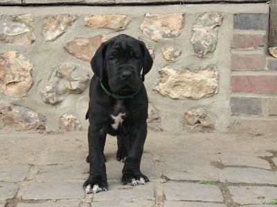 Les chiots de Dogue allemand