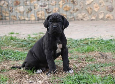 Les chiots de Dogue allemand