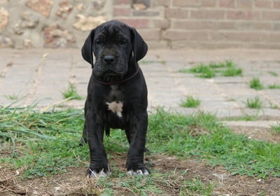 Les chiots de Dogue allemand
