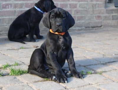 Les chiots de Dogue allemand