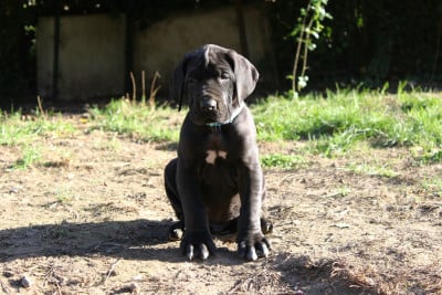 Les chiots de Dogue allemand