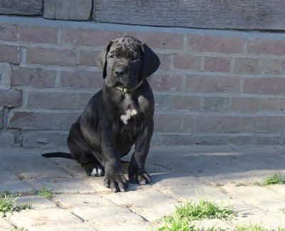 Les chiots de Dogue allemand