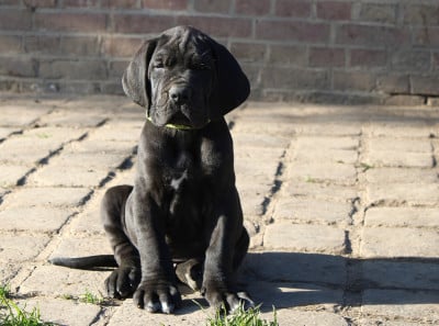 Les chiots de Dogue allemand