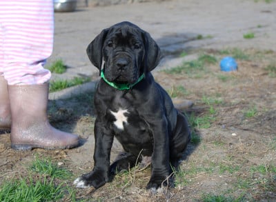 Les chiots de Dogue allemand