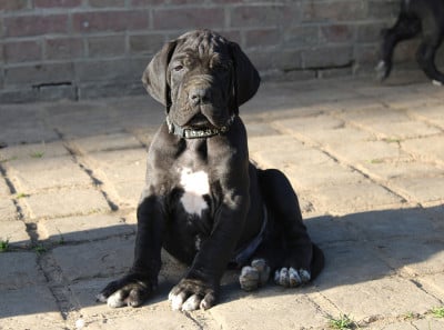 Les chiots de Dogue allemand