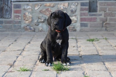 Les chiots de Dogue allemand
