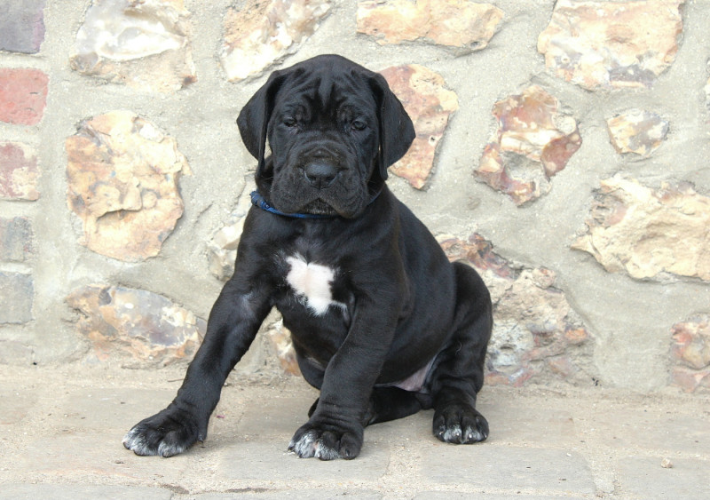 Dogue allemand - Du Domaine De Tulya