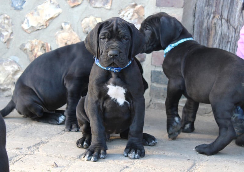 Dogue allemand - Du Domaine De Tulya
