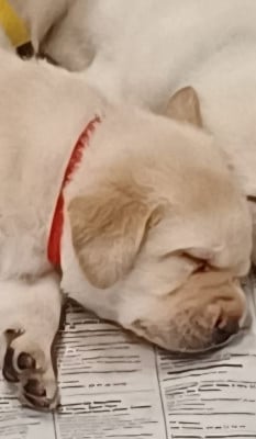 Les chiots de Labrador Retriever