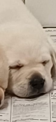Les chiots de Labrador Retriever