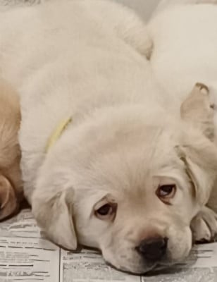Les chiots de Labrador Retriever