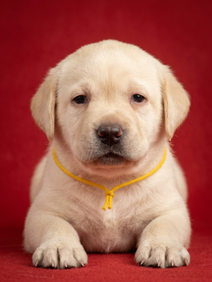 Les chiots de Labrador Retriever