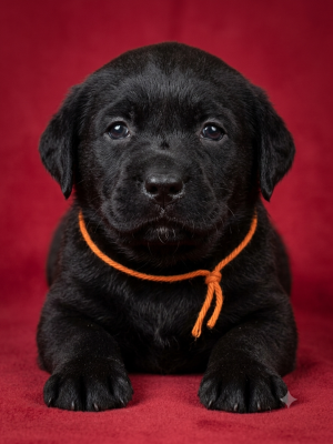 Les chiots de Labrador Retriever