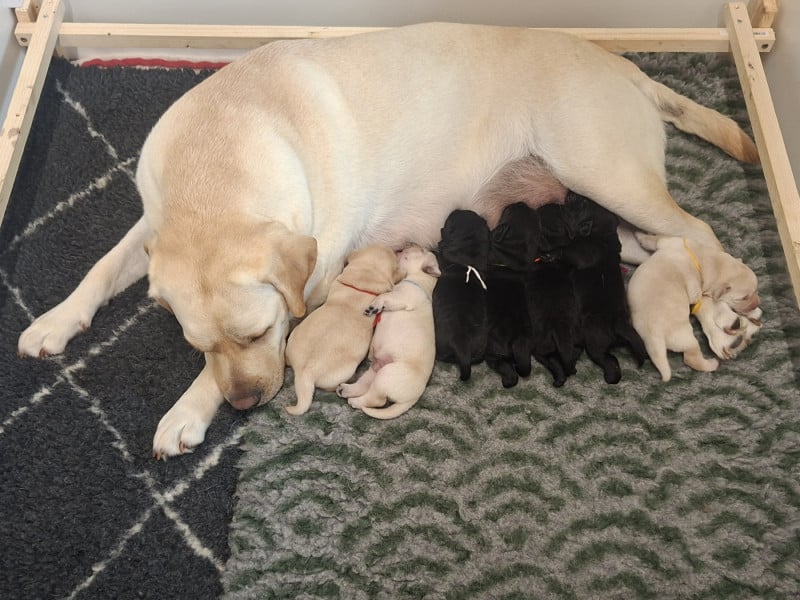 Labrador Retriever - des Bords de la Vesgre