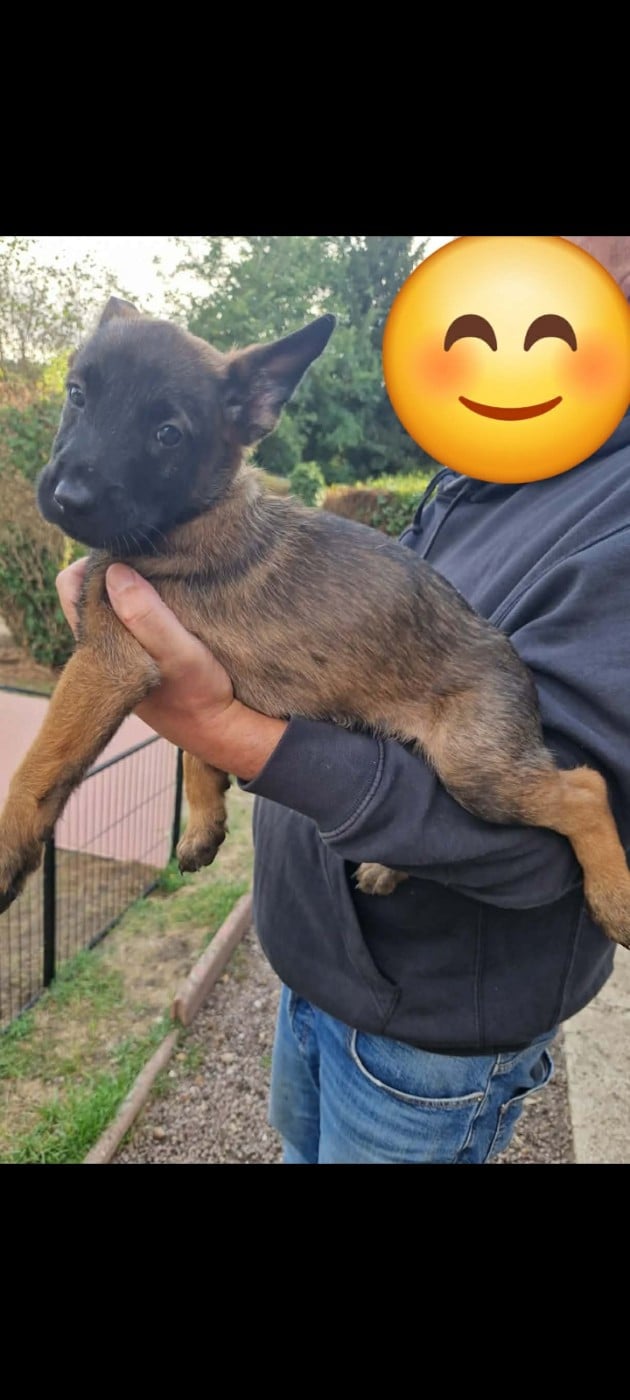 Chiot N°3 - Berger Belge