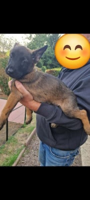 Les chiots de Berger Belge