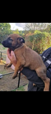 Les chiots de Berger Belge