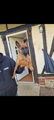 Les chiots de Berger Belge