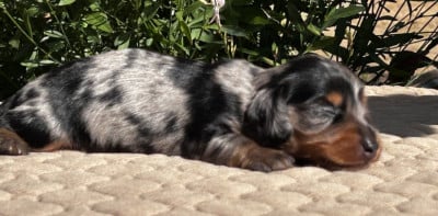 Les chiots de Teckel poil long