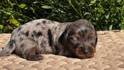 Les chiots de Teckel poil long