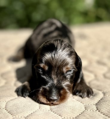 Les chiots de Teckel poil long
