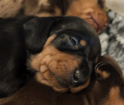 Les chiots de Teckel poil ras