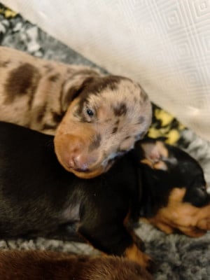 Les chiots de Teckel poil ras