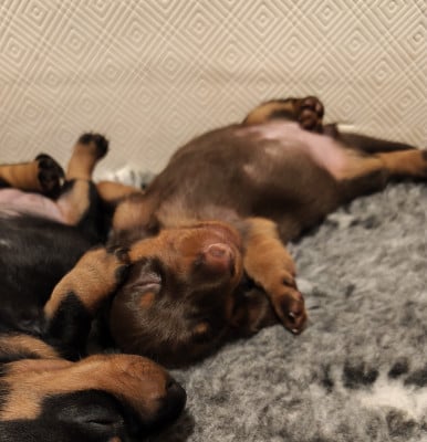 Les chiots de Teckel poil ras