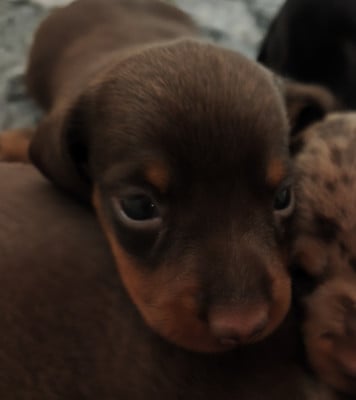 Les chiots de Teckel poil ras
