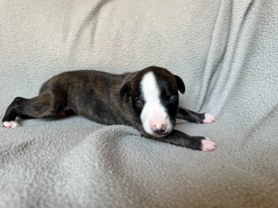Les chiots de Whippet