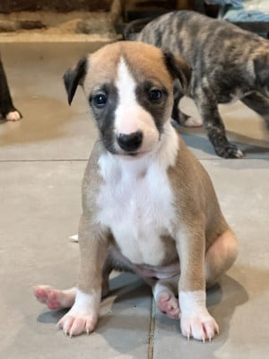 Les chiots de Whippet