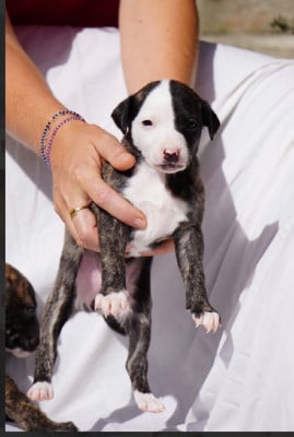 Les chiots de Whippet