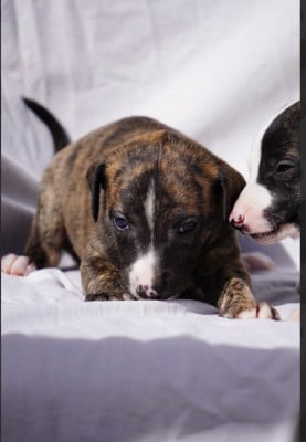Les chiots de Whippet