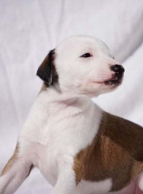 Les chiots de Whippet