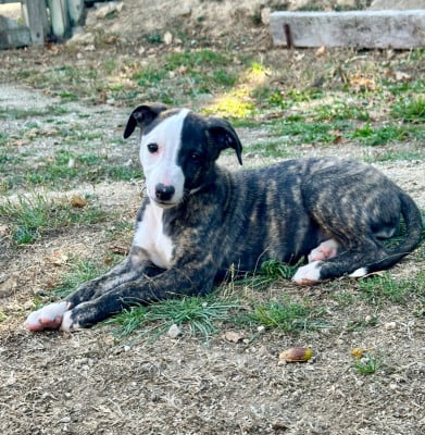 Les chiots de Whippet