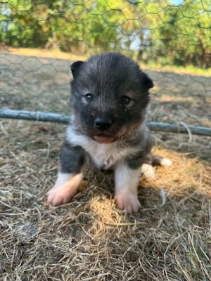 Les chiots de Siberian Husky