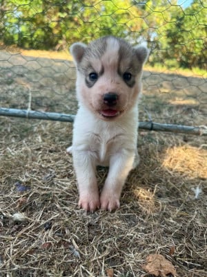 Les chiots de Siberian Husky