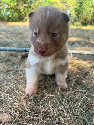 Les chiots de Siberian Husky
