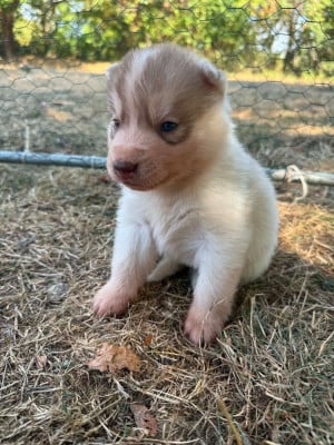 Les chiots de Siberian Husky