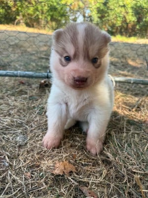 Les chiots de Siberian Husky