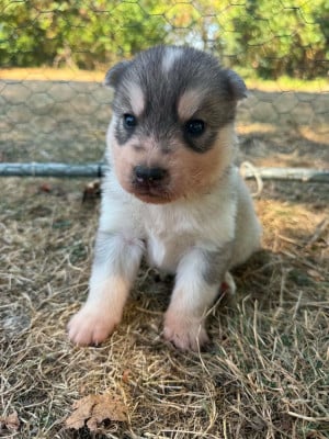Les chiots de Siberian Husky