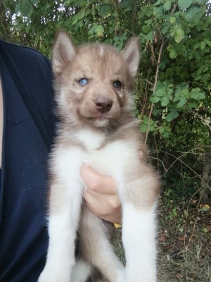 Les chiots de Siberian Husky