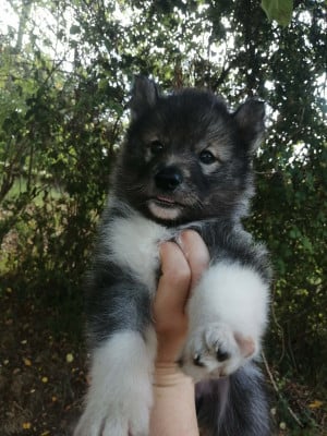 Les chiots de Siberian Husky