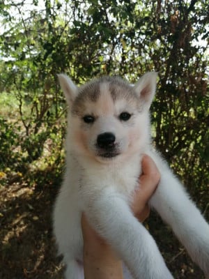 Les chiots de Siberian Husky