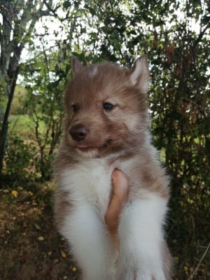 Les chiots de Siberian Husky