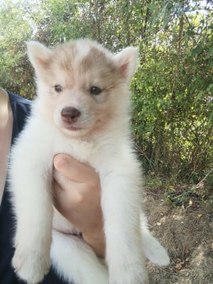 Les chiots de Siberian Husky
