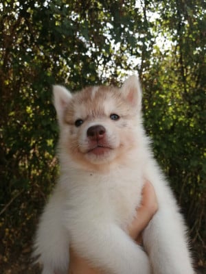 Les chiots de Siberian Husky