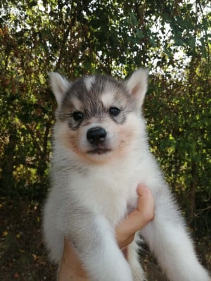 Les chiots de Siberian Husky