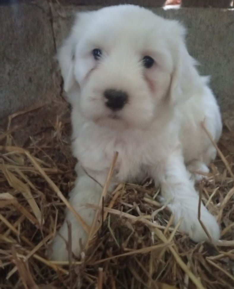 Balou - Terrier Tibetain